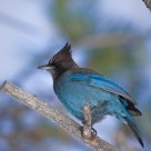 Western Jay